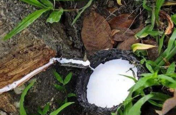 Analysis of the price of natural rubber market in May 2019